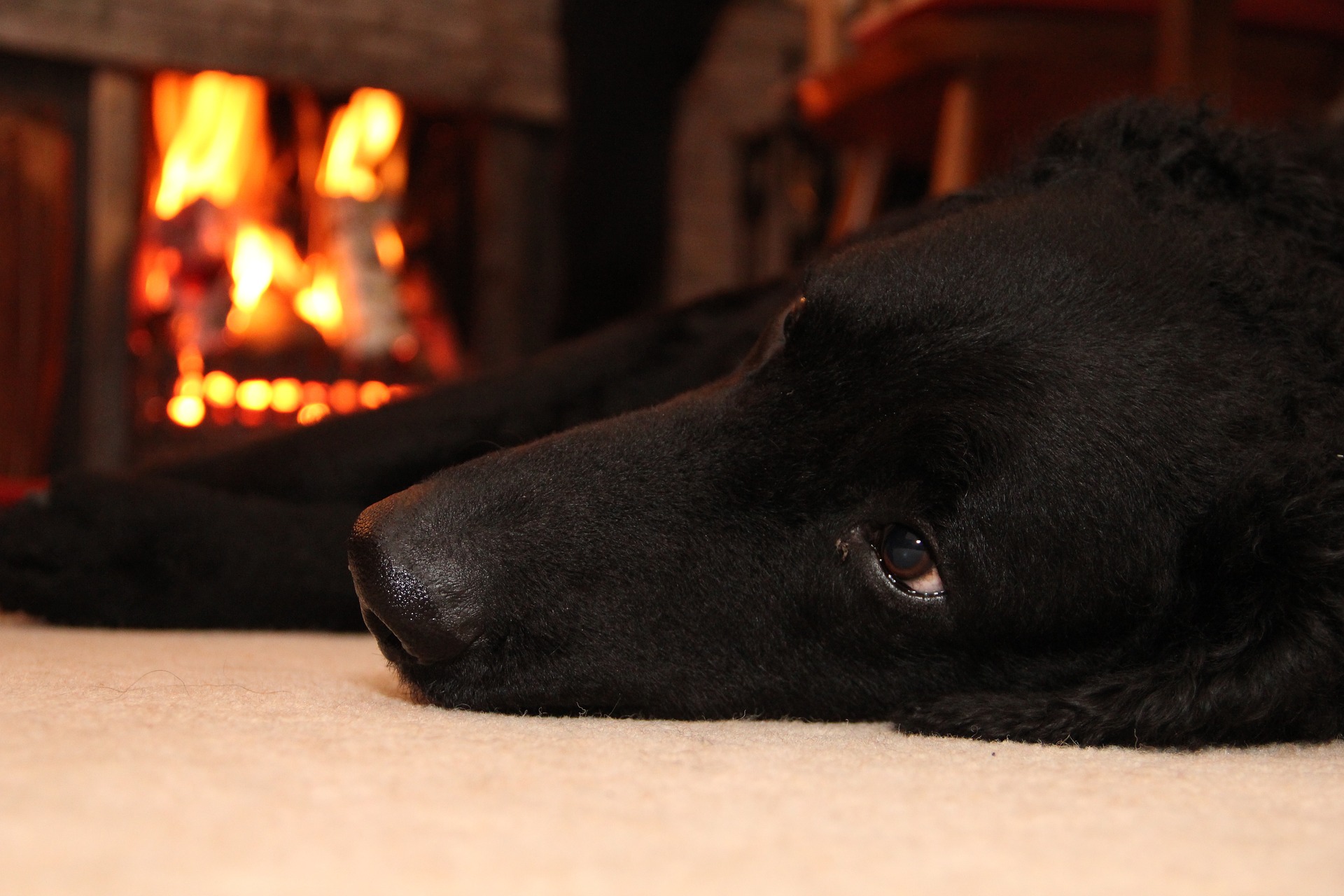 Dog in front of open fire