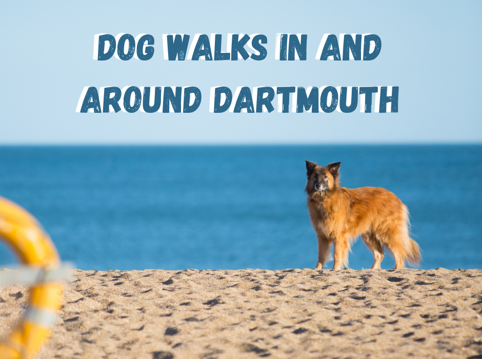 Dog walks in and around Dartmouth