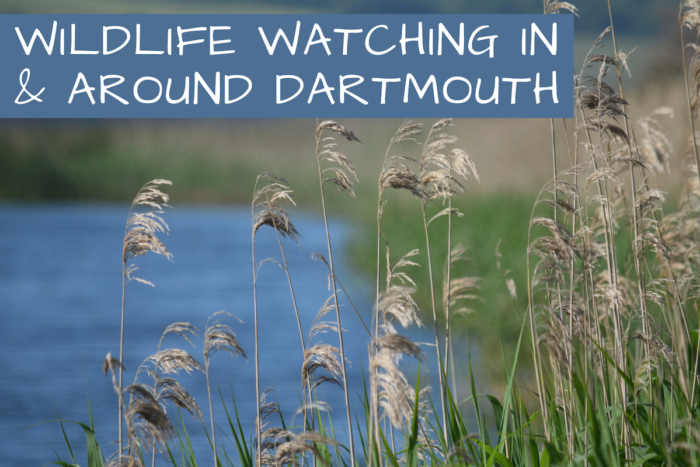 Wildlife watching in and around dartmouth