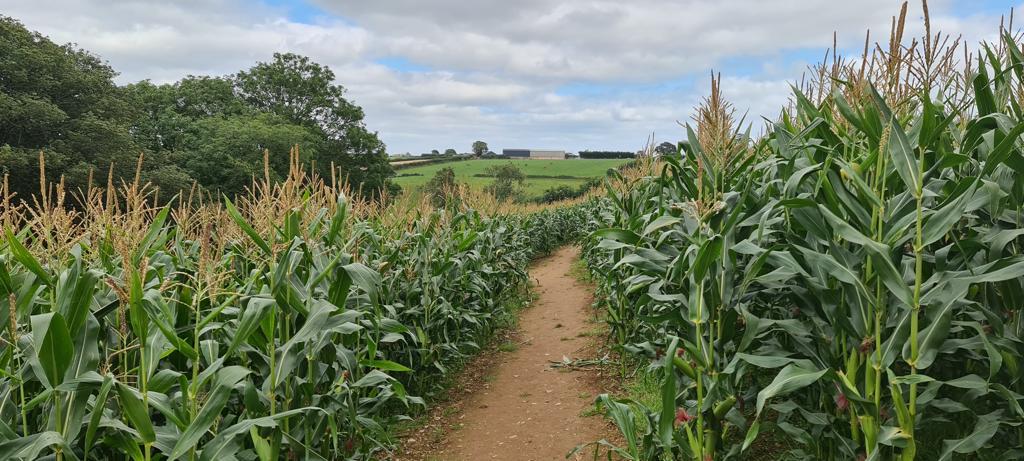 South Devon Maize Maze